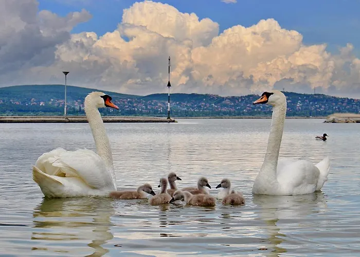 Limonádé Ac Agárd élményfürdő Mellett * Gárdony