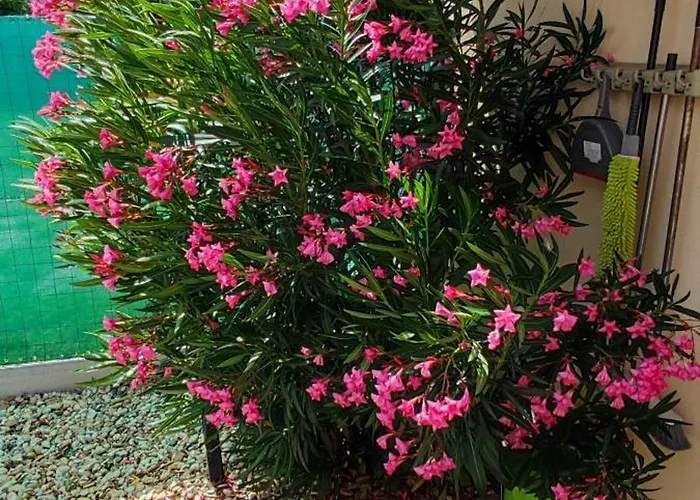 Limonádé Ac Agárd élményfürdő Mellett *