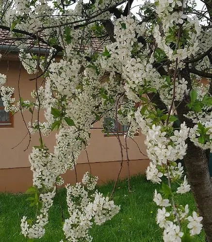 Apartment Limonade Ac Agard Elmenyfuerdo Mellett Gardony